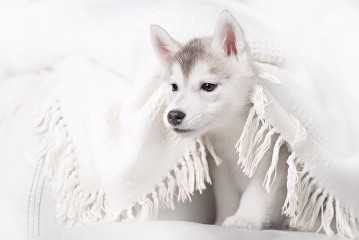 Sodki Husky